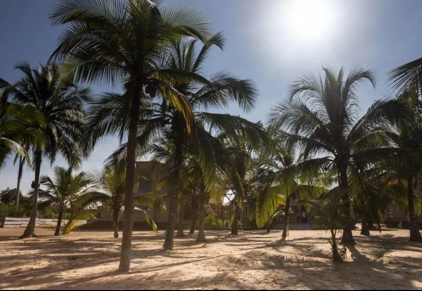Palmeras y suelo arenoso en el entorno de playa fotografiado para AVT; imagen de referencia